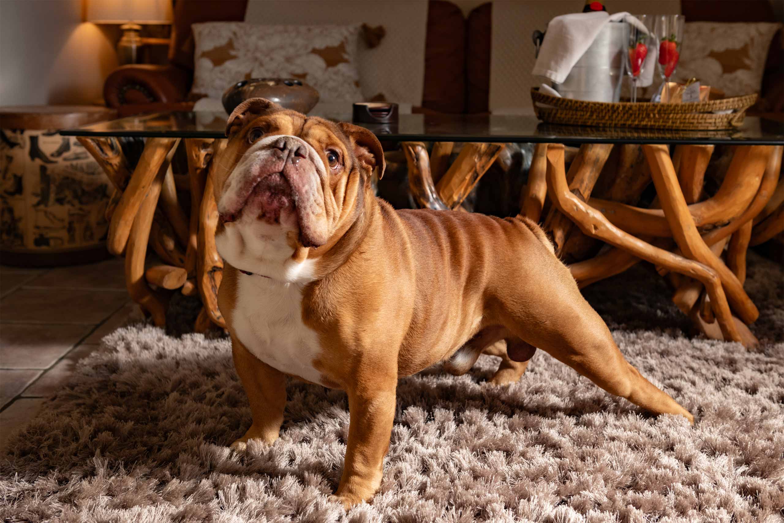 Luxury family friendly bed and breakfast - Sycamore Spa Suite dog friendly